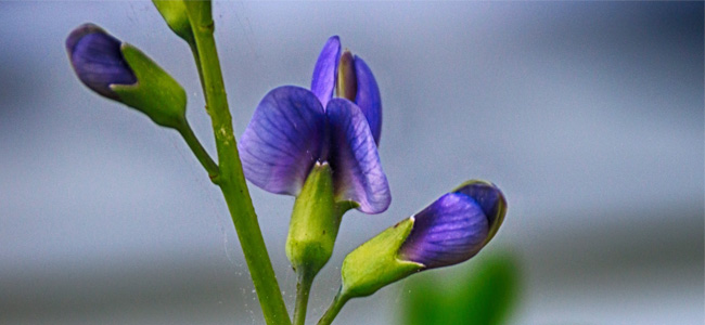 Plant Native - Native Plant: Baptisia