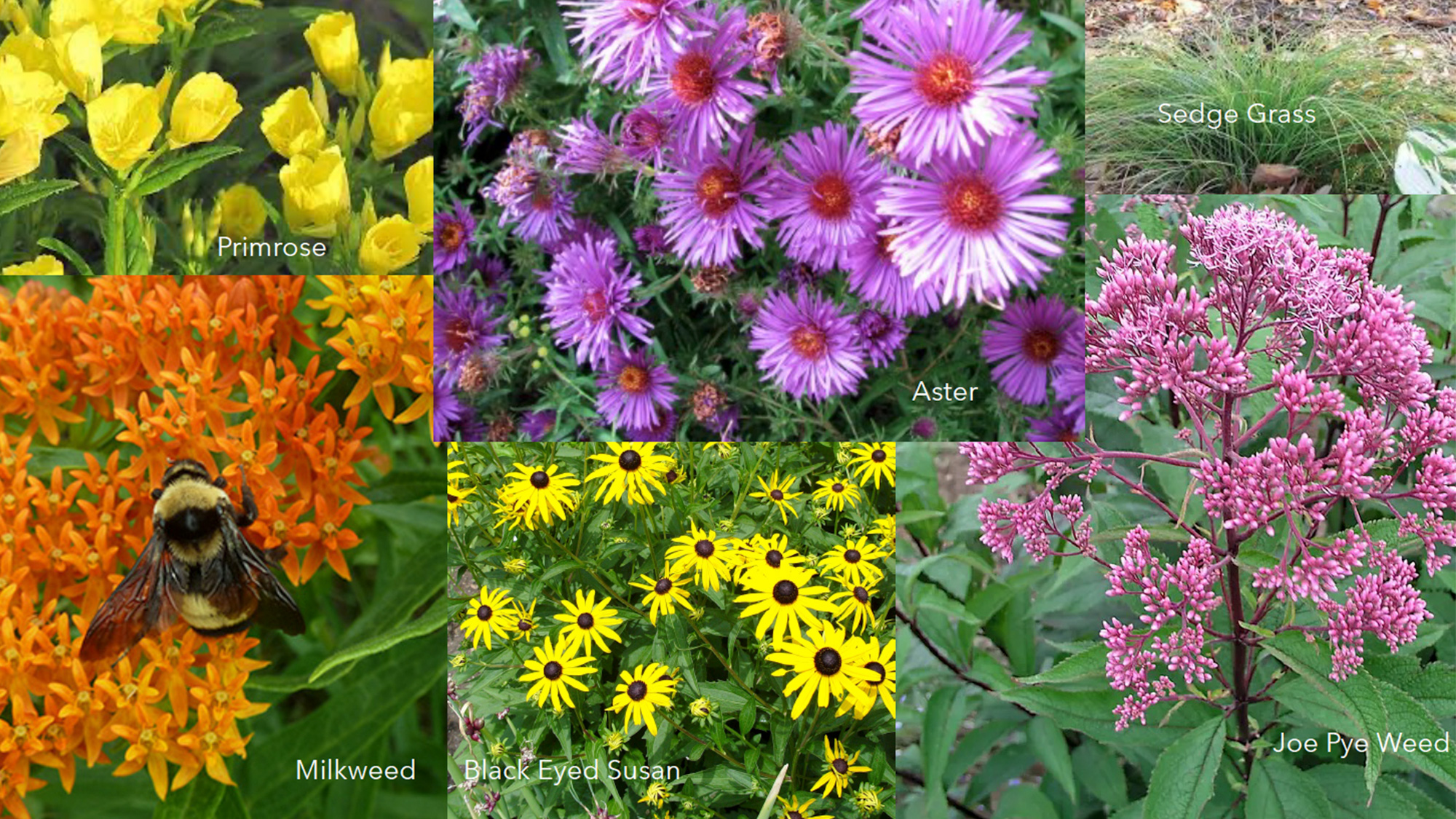 plant-native-native-plant-bryn-mawr-presbyterian-church